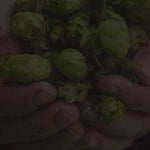 Punk IPA
